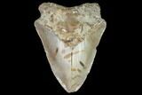 Bargain, Fossil Megalodon Tooth - North Carolina #91624-1